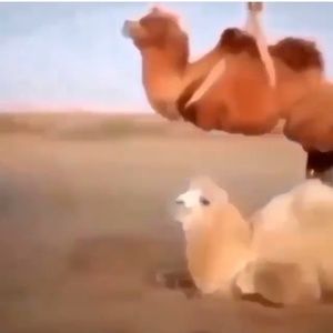 Meet your Posher, Nigel